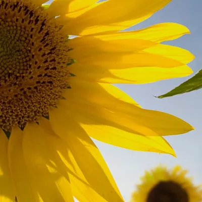 27,5" T28D310EW LED 2HDMI TV-monitor LT28D310EW_EN fotó